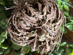 La rose de Jéricho est un symbole de résurrection éternelle. Provenant du Mexique elle est une plante sacrée qui rappelle la force de la nature